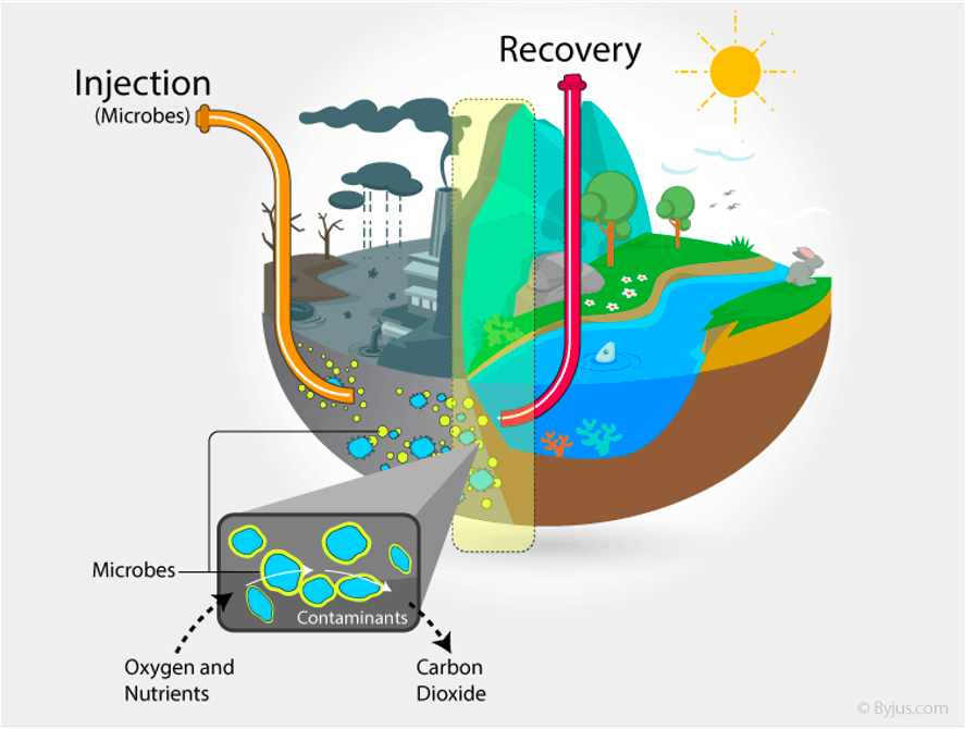 Bioremediation for a Cleaner Environment